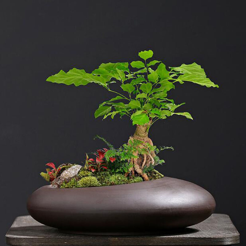 Retro Paarse Klei Plantenpot C - Tagine Clay Pot recensie en prijs
